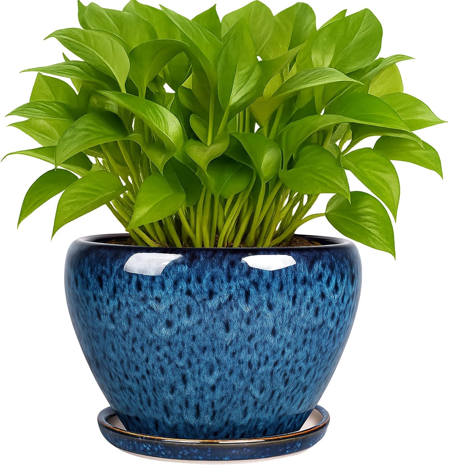 6 Inch Ceramic Plant Pot with  - Snake Plant Ceramic recensione e prezzo