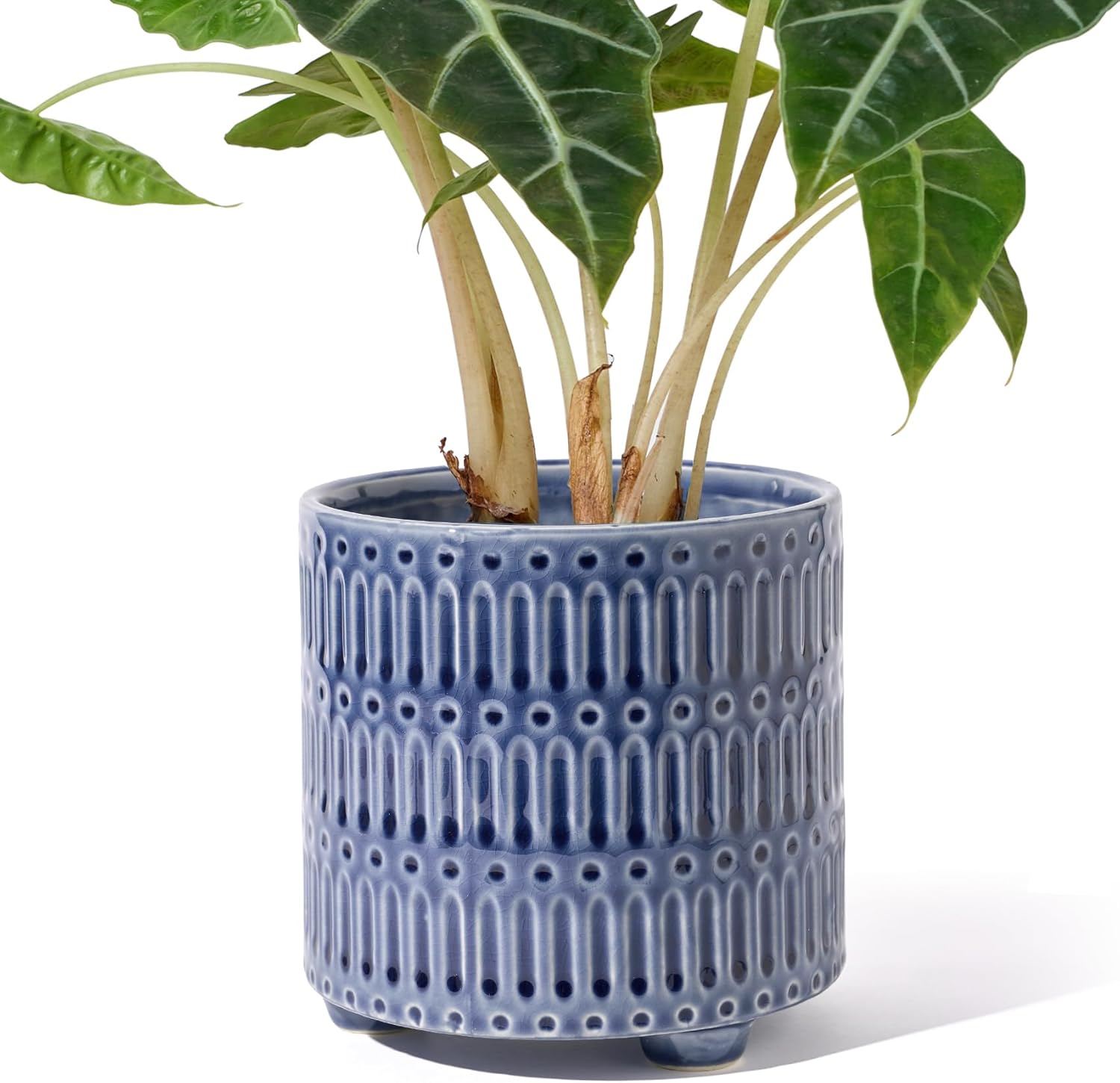 5 Inch Ceramic Planters for In - Snake Plant Ceramic recensione e prezzo
