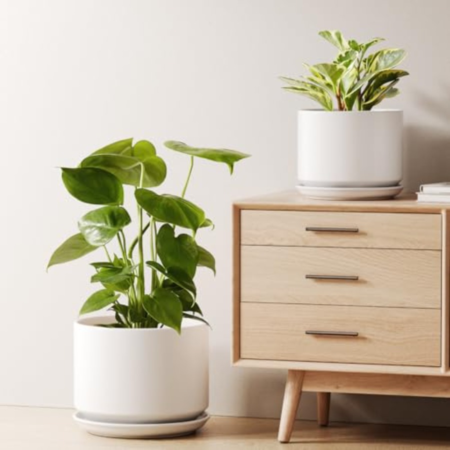 Ceramic Plant Pots Set of 2 8+ - Snake Plant Ceramic recensione e prezzo