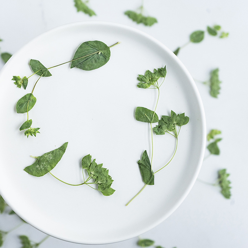 60Pcs Rabbit Ear Grass with Br - Plant Parent Sticker recensione e prezzo