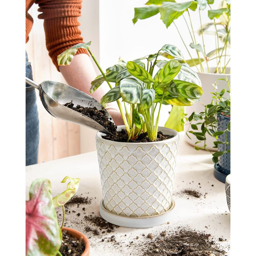 TAUCI Ceramic Pots for Plants, - Snake Plant Ceramic recensione e prezzo