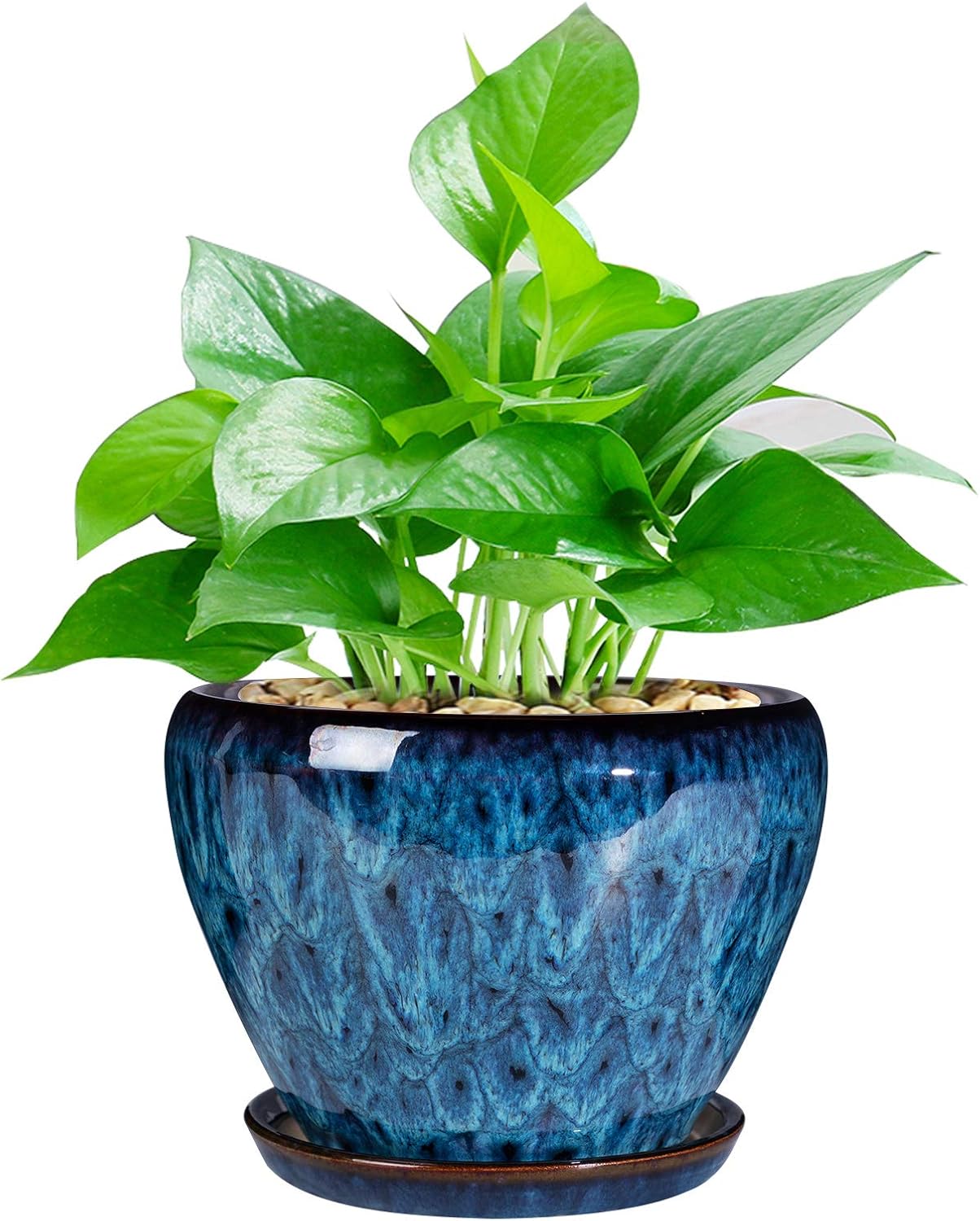 Ceramic Modern Glaze Succulent - Snake Plant Ceramic recensione e prezzo